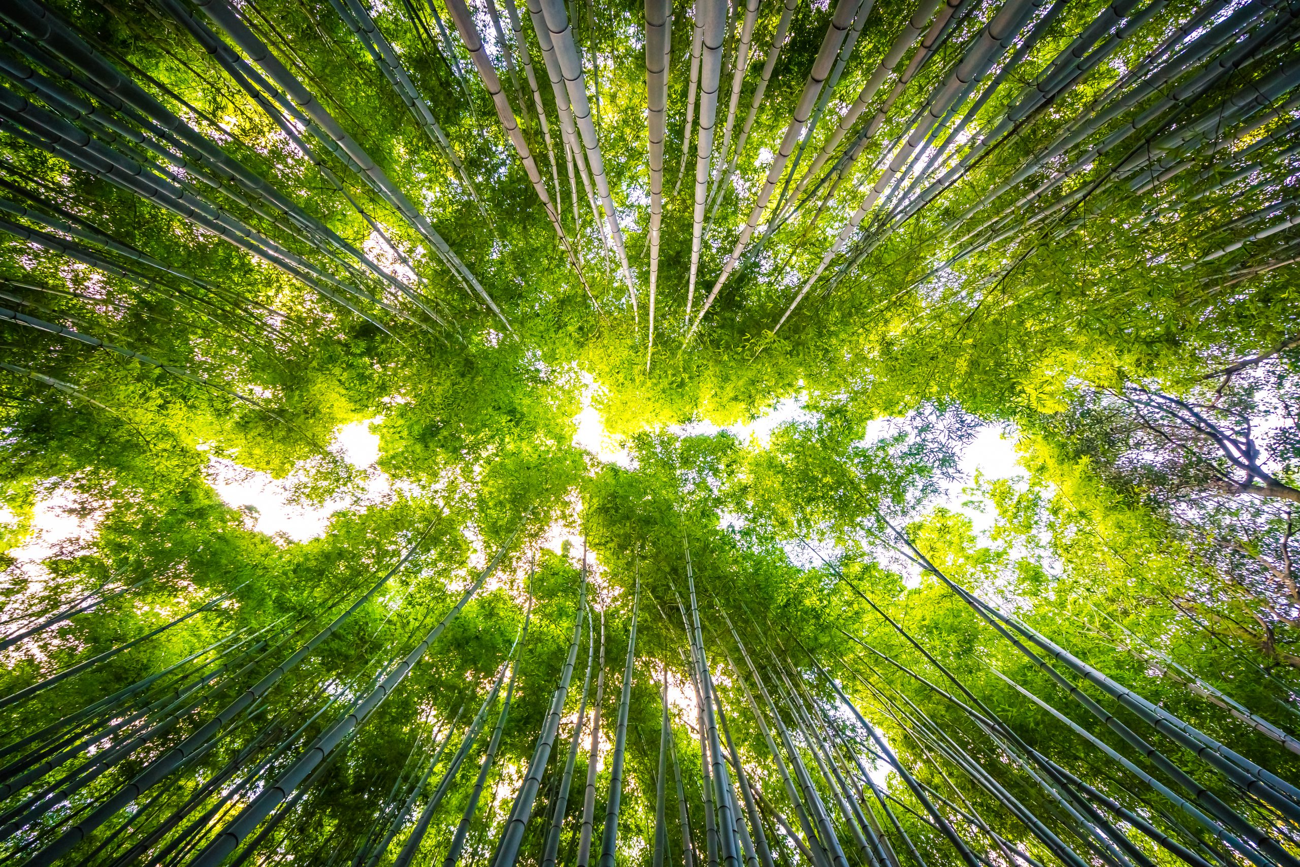 Forêt illustrant l’engagement écoresponsable de Neylia